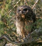 Short-eared Owl (Asio flammeus)