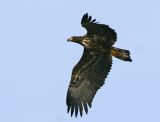 White-tailed Eagle (Haliaeetus albicilla)