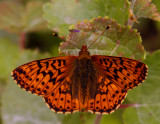 Myrprlemorfjril (Boloria aquilonaris)