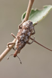 Bugs
