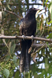 Common Koel (Eudynamys scolopacea)