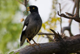 Jungle myna (Acridotheres fuscus)