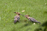 Hoopoe (Upupa epops )