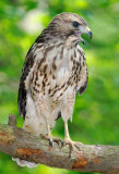 Fledged Red-shouldered Hawk Chick, Mercer Wetlands