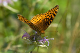 Painted Lady
