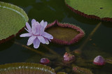 Lily at the Biltmore Estate