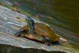 River Cooter (Pseudemys Concinna)