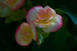 Begonia