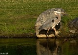 HERON_0801.jpg