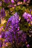 Wisteria 04