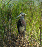 Tri-colored Heron TexasMay2007.jpg