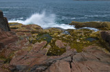 Acadia NP - Tide pools