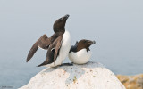 Machias Seal Island - Razorbill