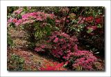 Azaleas - Mt Lofty Botanic Garden