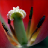 tulipfading.jpg