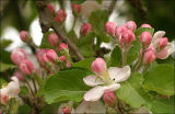 Appleblossom