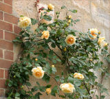 Cl. Lady Hillingdon - a tea rose