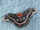 butterflys_moths