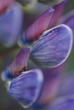 Lupine Abstract