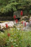 Cardinal fflower