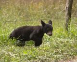 Sneaking under the fence