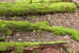 Forest floor