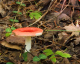 Mushroom1