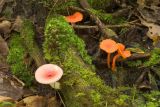 Mushroom2