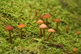 Mushroom3