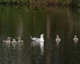 Mew Gull and chicks