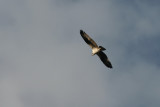 Another Osprey