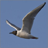 Bonapartes Gull