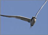 CRW_2312.jpg
