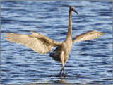 CRW_5266c.jpg