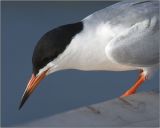 CRW_6018.jpg
