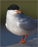 CRW_6049.jpg