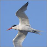 CRW_7073.jpg