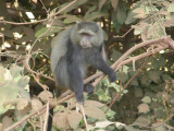 Colobus Monkey