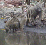Baboons with baby