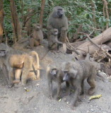 More baboons