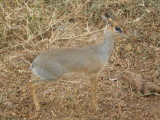 Dikdik