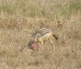 Jackal and carcass