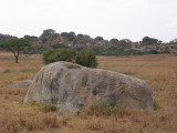 Hyena on a rock