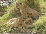 Mother with cubs