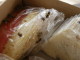 Bees in lunchbox