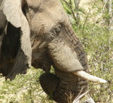 Elephants head