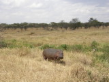 Hippo