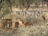Zebras and gazelles