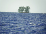 Two trees island