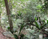 Lush vegetation along the last km to Anse Lazio